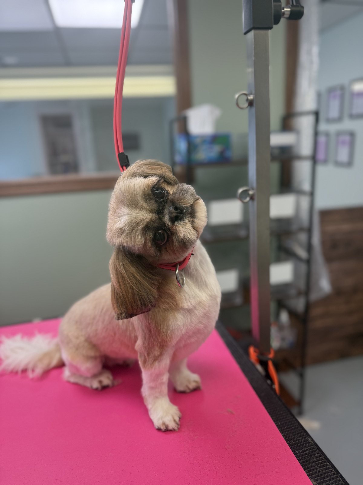 A freshly-groomed dog at Forward Grooming